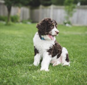 Adorable bernedoodle puppy sitting on the grass