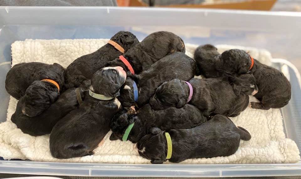 11 puppies!!!   How long will I be able to keep putting them in this plastic container?