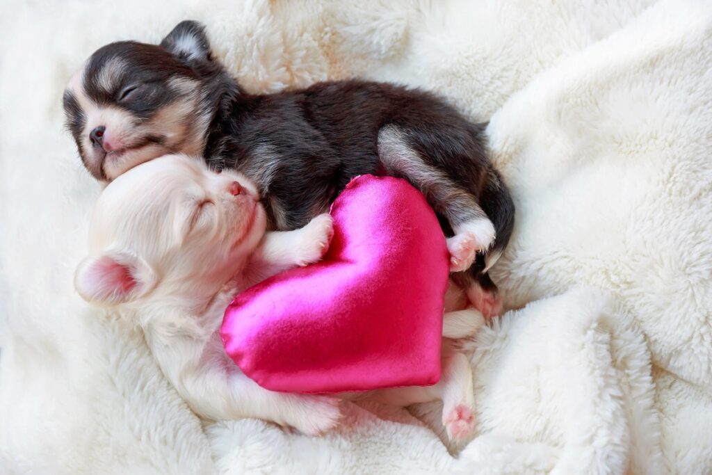 Puppy dogs sleep on bed with pink heart.