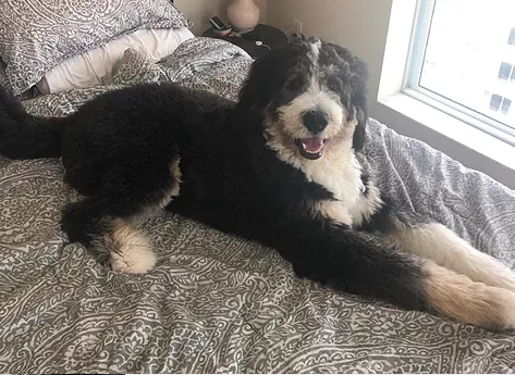 A black and white Bernedoodle from Oodles of Doodles Pennsylvania.
