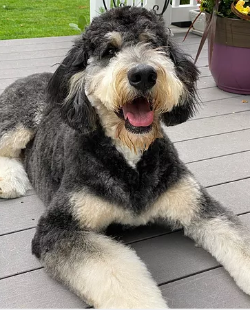 A gray and white Bernedoodle from Oodles of Doodles Pennsylvania.