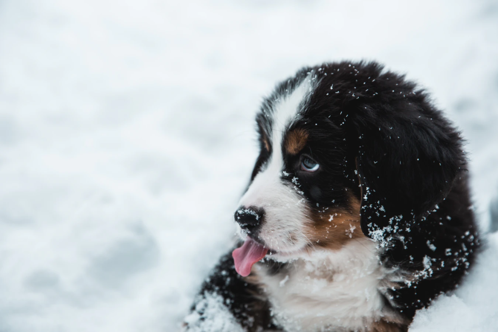 A young bernedoodle playing in the snow from Oodles of Doodles Puppies in Pennsylvania.