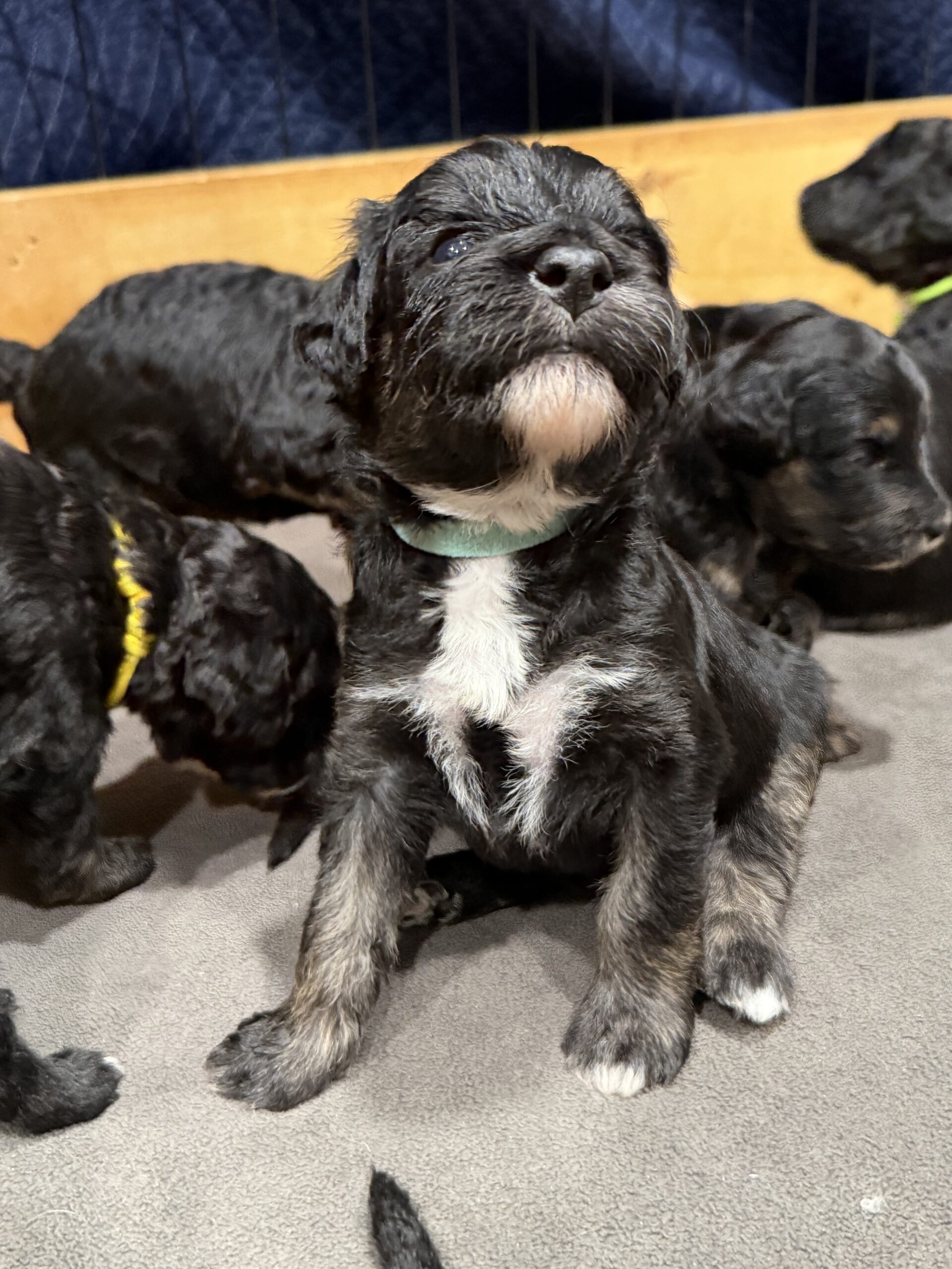 Our Litter - Oodles Of Doodles Puppies